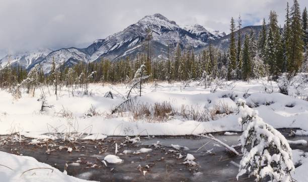 istock Snowy Wetland 1305349627