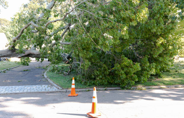 istock Downed tree lying across driveway with orange construction cones in street 1305349743