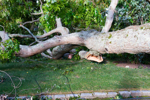 istock Broken tree lying on ground and on top of power lines and cable wires 1305349745
