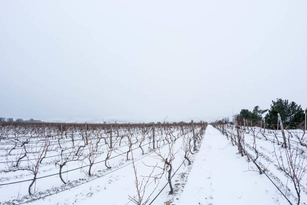istock Vineyard in the snow 1305349767