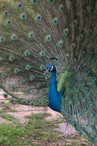 istock Male peacock with his feathers open. 1305350750