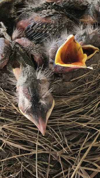 istock Baby bird chicks in nest 1305350781