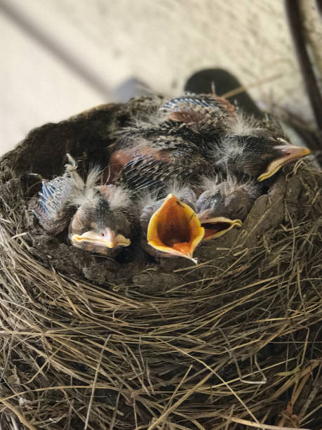 istock Baby bird chicks in nest 1305350803