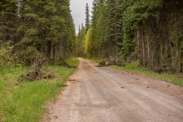 istock Fallen trees in the road after the storm 1305350845