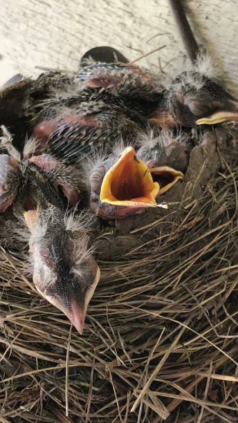 istock Baby birds in nest 1305350903