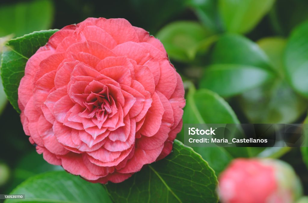 Camellia red flower. Copy space. Red camellia flower. Copy space. Nature photography. Camellia Stock Photo