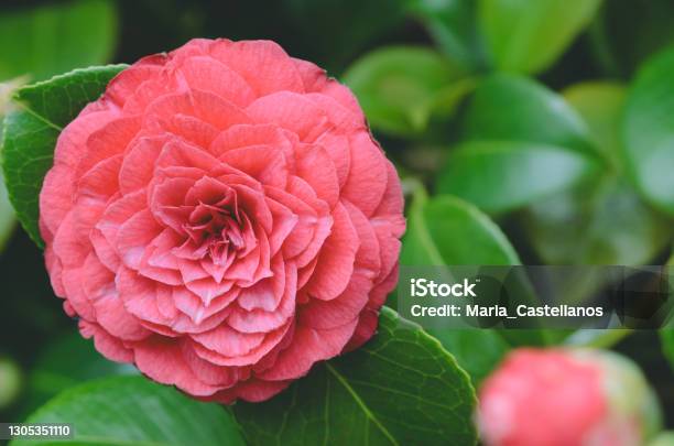 Camellia Red Flower Copy Space Stock Photo - Download Image Now - Camellia, Animal Wildlife, Beauty