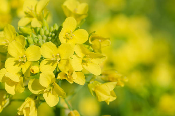 Yellow flowers of turnips with the background out of focus. Yellow flowers of turnips with the background out of focus. Copy space. brassica rapa stock pictures, royalty-free photos & images