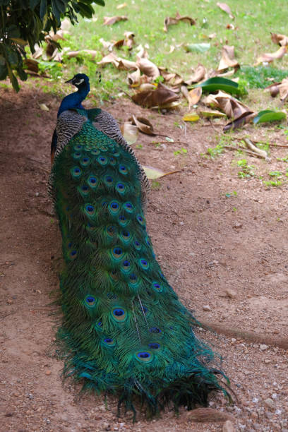 istock Male peacock with his feathers open. 1305351539