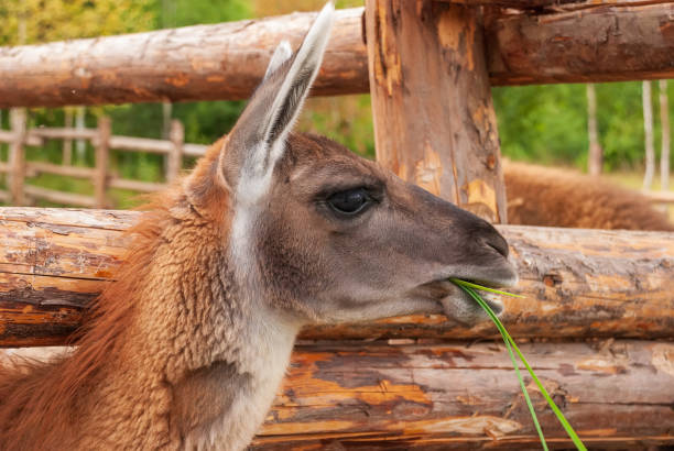 istock Llama chewing grass. Big plan. Against the background of bars 1305352387