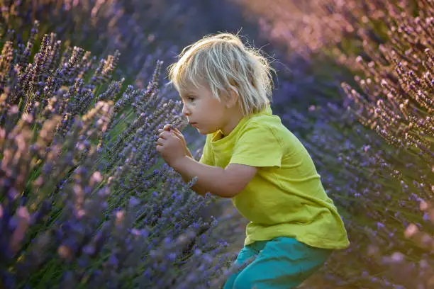 Photo of Cute little child, beautiful boy, playing in lavender field
