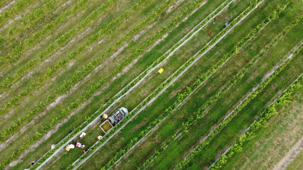 vendanges - winemaking grape harvesting crop photos et images de collection