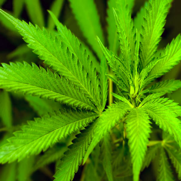 istock Marijuana Plant Bud and Leaves 1305356884