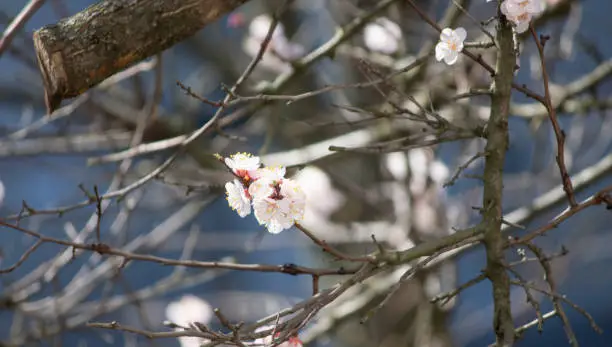 Spring flower landscape. Spring blooming spring flowers against blue sunny sky. White flowers in spring.