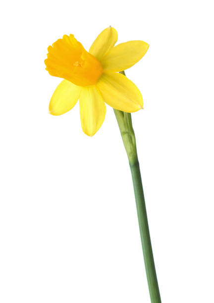 istock Flower of yellow Daffodil (Narcissus) isolated on white background. 1305358169