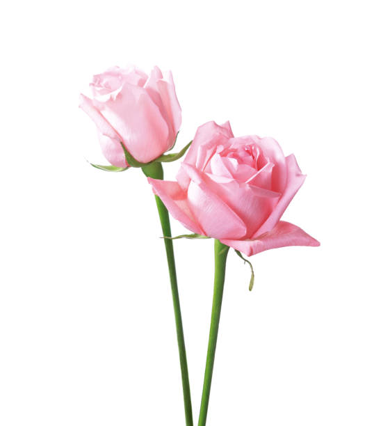 istock Two light pink Roses isolated on white background. 1305358178