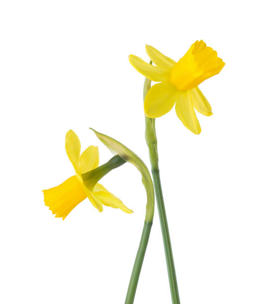 istock Two small flowers of  Daffodil (Narcissus) isolated on white background. 1305358182