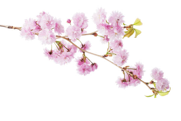 istock Branch of Sakura isolated on white background. 1305358188