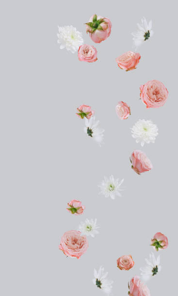 istock Creative  layout  made with various  light bloom flowers against  gray background.  Minimal nature  concept. Vertical. 1305358201