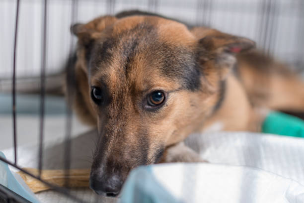 istock sad mongrel dog in a cage 1305358684