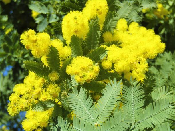 Japan. February. Mimosa is starting to bloom. Spring is coming. Mimosa blossom sensitive plant stock pictures, royalty-free photos & images