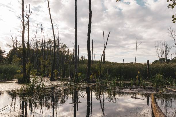 istock Trees in a forest lake in Poland 1305359833