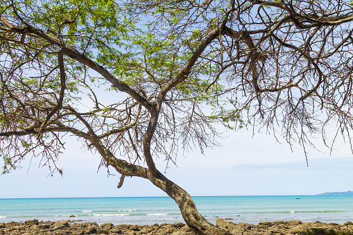 A beautiful midday landscape view over the Pacific Ocean at Puerto Cabuyal - Canoa, Manabí, Ecuador, South America - Latin America, with an old Algarrobo or Carob Tree in front of the sea. 

Real life landscape. Space for copy text.