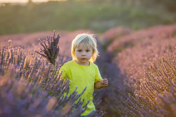 Photo of Cute little child, beautiful boy, playing in lavender field