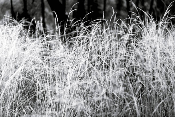 istock Black and white blades of wild grass, background with copy space 1305362041