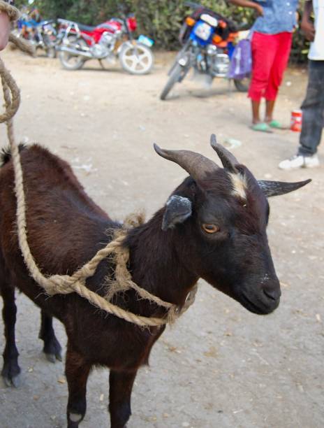 Goat on Rope Leash at Market