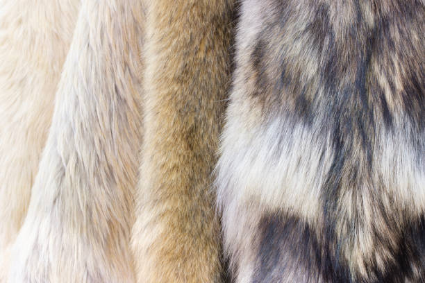 istock Products from natural fur wild animals 1305364468
