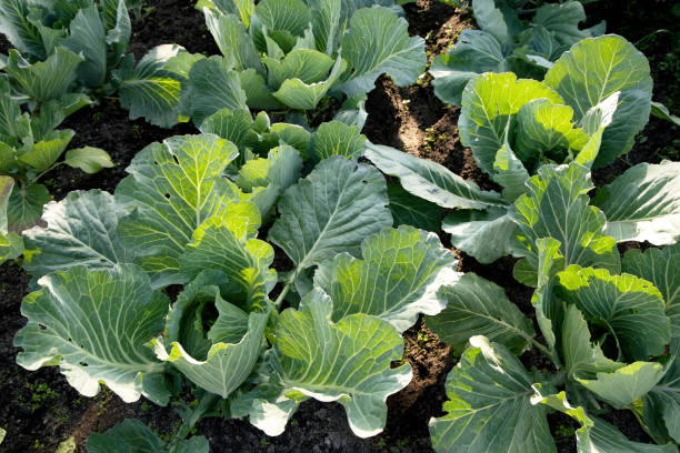 istock Green leaves of growing white cabbage on garden bed 1305366242