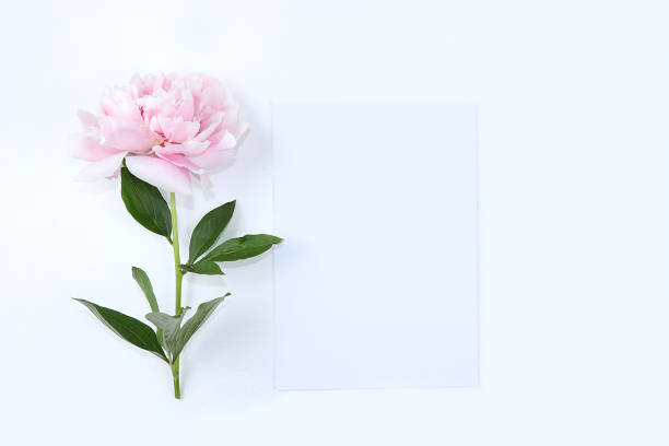 istock Abstract floral composition flat lay, peonies on a light background, minimal concept, spring banner. Creative modern bouquet. Greeting card for mother's day, happy birthday, wedding, 1305368325