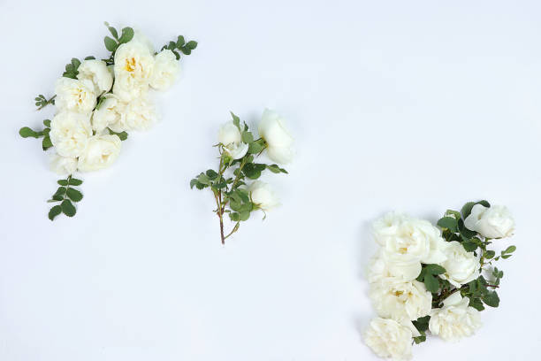 istock Abstract floral composition flat lay, roses on a light background, minimal concept, spring banner. Creative modern bouquet. Greeting card for mother's day, happy birthday, wedding 1305368326