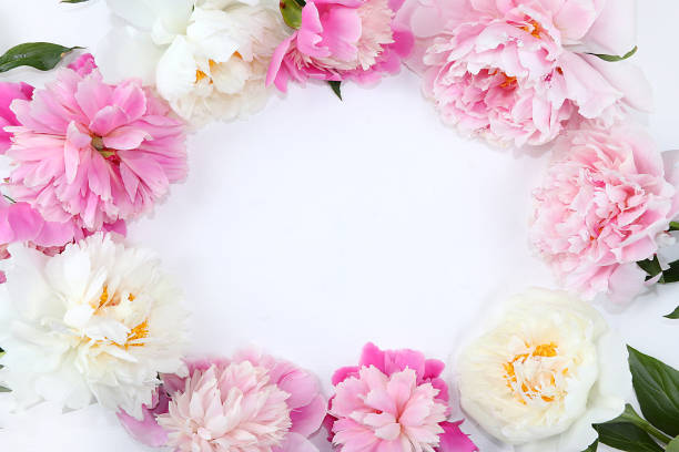 istock Abstract floral composition flat lay, peonies on a light background, minimal concept, spring banner. Creative modern bouquet. Greeting card for mother's day, happy birthday, wedding, 1305368360