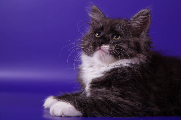 istock Small Siberian kitten on blue violet background 1305368366