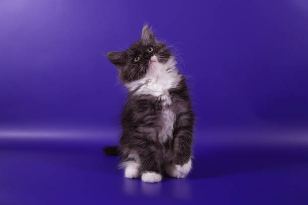 istock Small Siberian kitten on blue violet background 1305368401