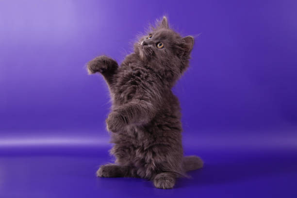 istock Small Siberian kitten on blue violet background 1305368514