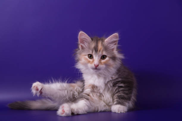 istock Small Siberian kitten on blue violet background 1305368556