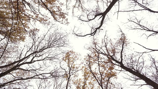 Yellow leaves fall from the yellow tops of trees that sway in the wind against the gloomy sky on an autumn day. Bottom view of the tree crowns. The concept. Soothing landscape. 4K.