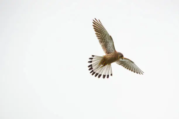 Kestrel in flight, white neutral background