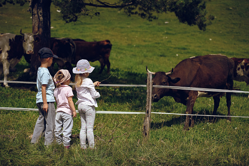 Children watching herd of cows