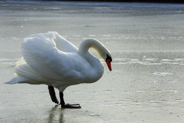 istock Mute swan on frozen lake 1305370900