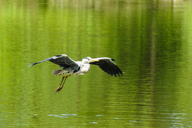 istock Gray heron flies over a lake 1305370990