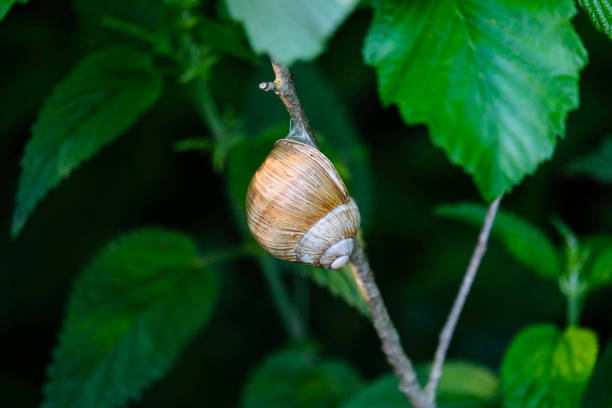 istock Roman snail on a branch 1305371025