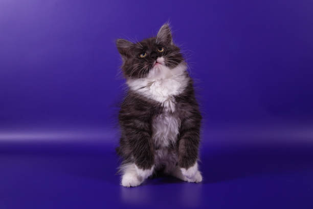 istock Small Siberian kitten on blue violet background 1305371329