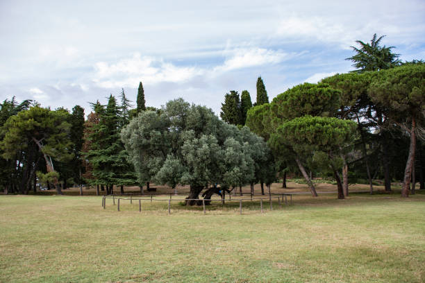 Olive tree, Brijuni National Park, Istria Region, Croatia