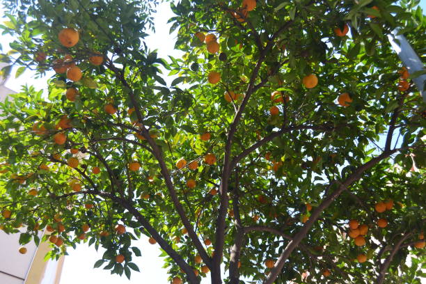 istock An orange tree with a lot of fruits 1305373402
