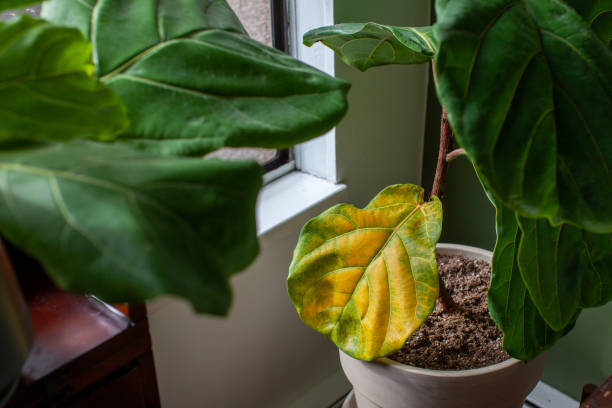 istock A beautiful fiddle leaf fig houseplant sits in a pot by a window for bright, indirect light, but has a large yellowing leaf 1305374841