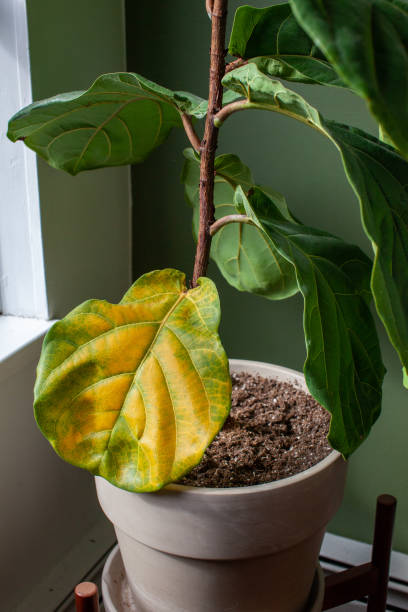 istock A beautiful fiddle leaf fig houseplant sits in a pot by a window for bright, indirect light, but has a large yellowing leaf 1305374854
